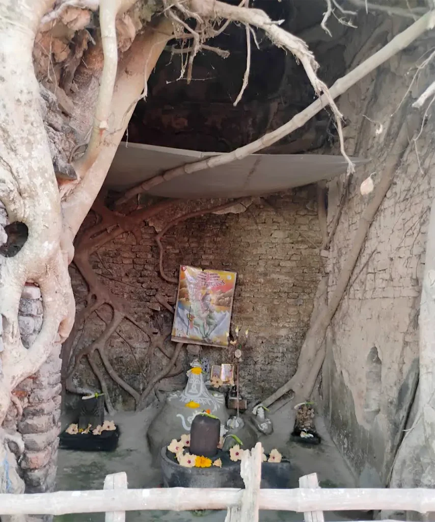 Lord Shiva covered with Tree roots