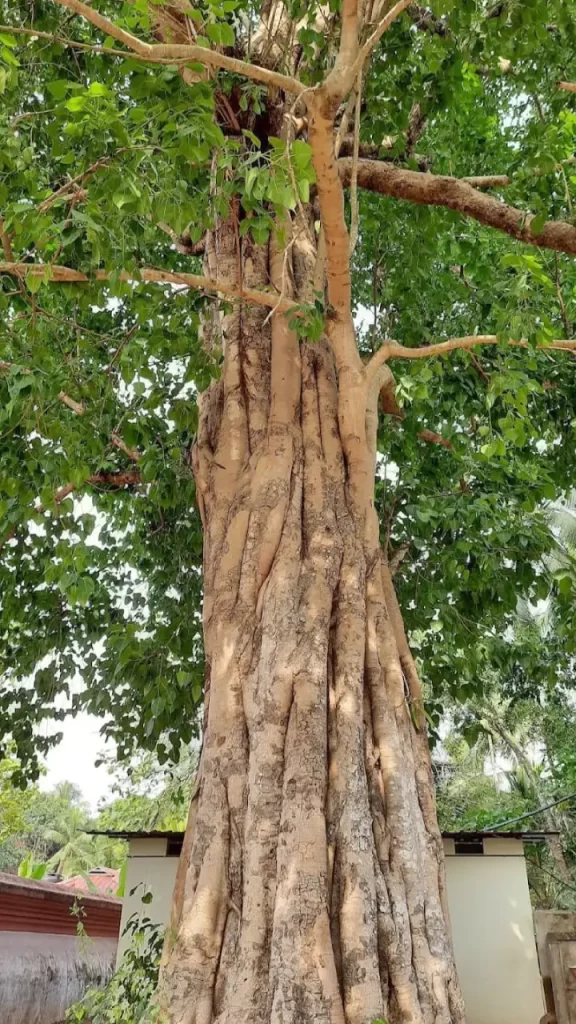 Alathiyoor Hanuman Temple Kerala 5