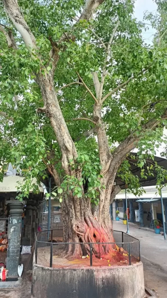 pedakakani temple rahu ketu pooja
