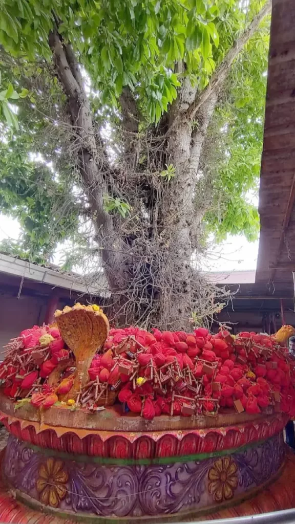 mopidevi subramanya swamy temple timings
