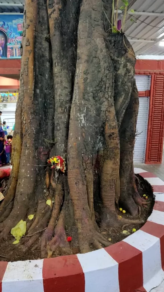 bande mahakali temple sacred tree