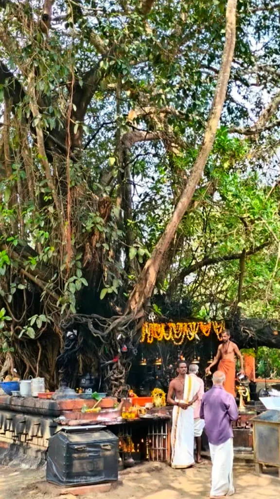 Devotees lighting earthen lamps around the raised stone platform at Oachira Temple
