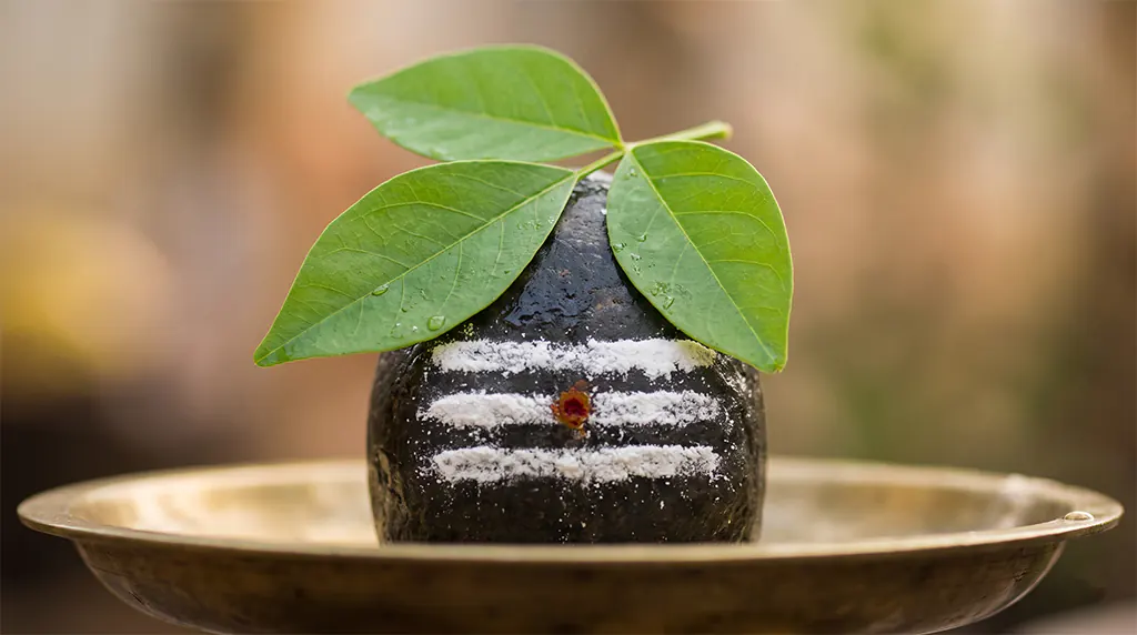 A fresh green trifoliate Bilva leaf resting smoothly on top of a Shiva Lingam marked with three lines of Vibhuti ash.